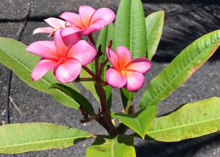 Casa Bocayna Βίλα